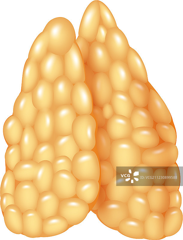 卡通：胸腺图片素材