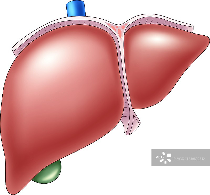 卡通人体肝脏解剖图图片素材