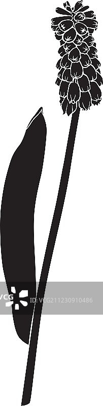 真实花朵轮廓图片素材