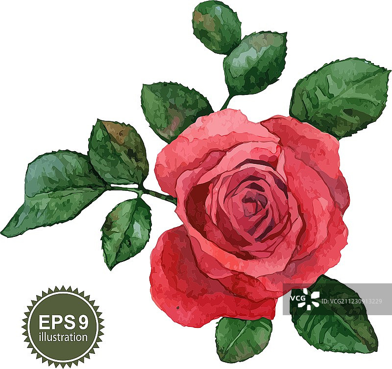 单支玫瑰图片素材