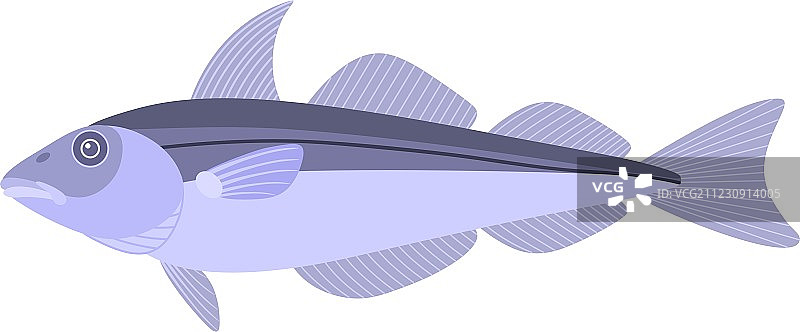 黑线鳕鱼图片素材