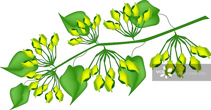 白色背景上的新鲜鹅绒藤花图片素材