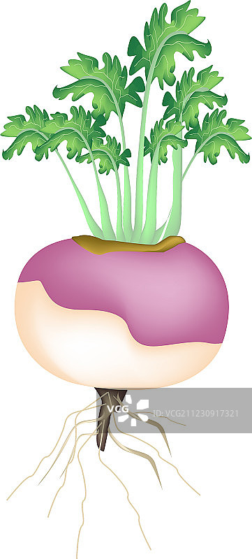 白色背景上的紫色萝卜图片素材