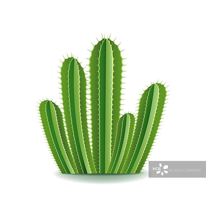 白色背景上的紫茎泽兰仙人掌图片素材