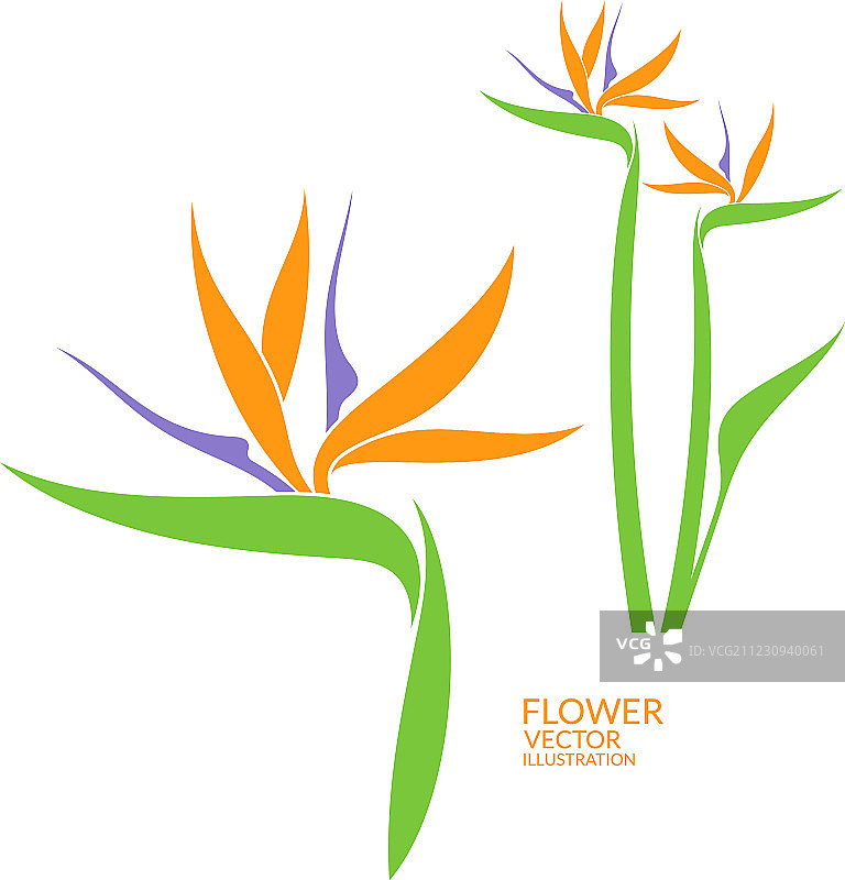 天堂鸟热带花卉图片素材