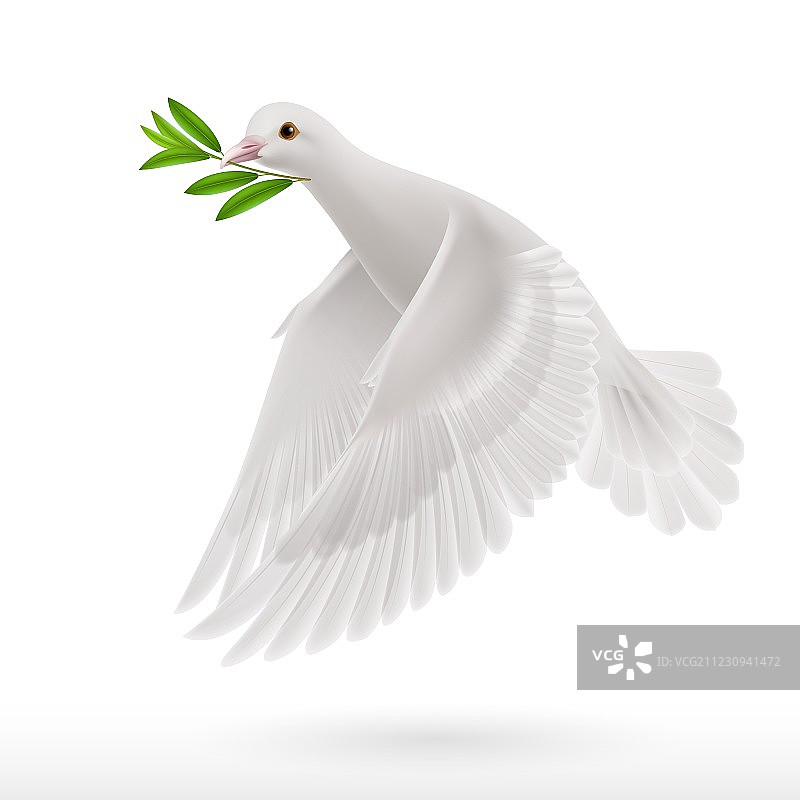 苍蝇俯冲图片素材