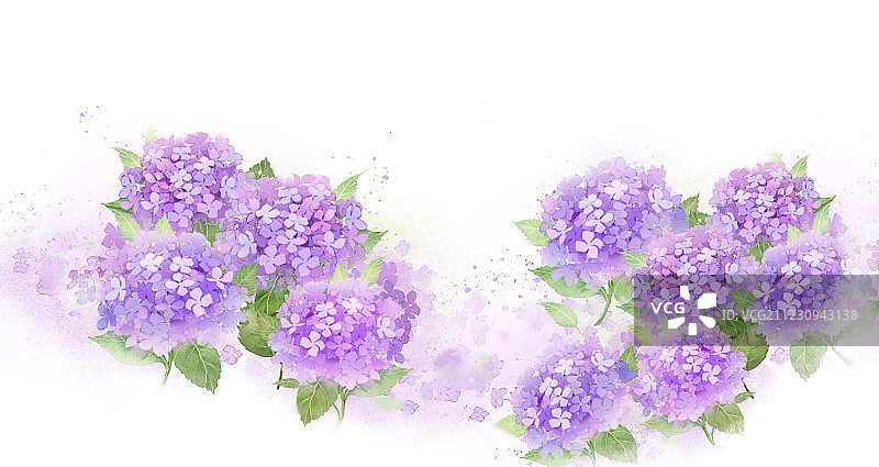 中国风古风水墨植物插图紫色球花 白底图片素材