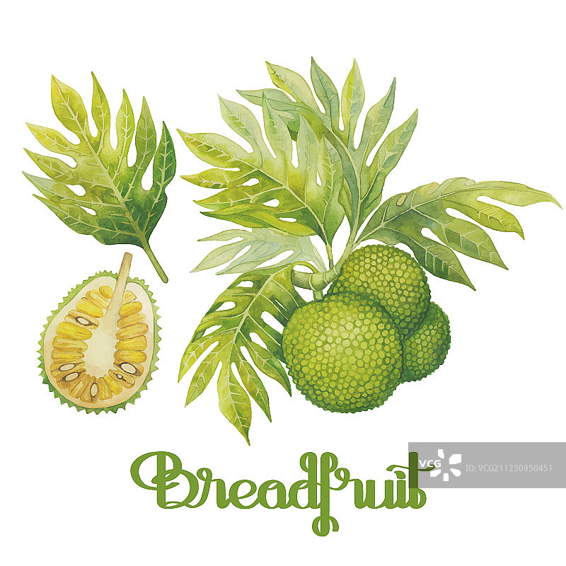 水彩面包果合集图片素材