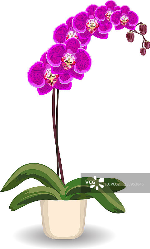 白色背景上的兰花盆栽图片素材