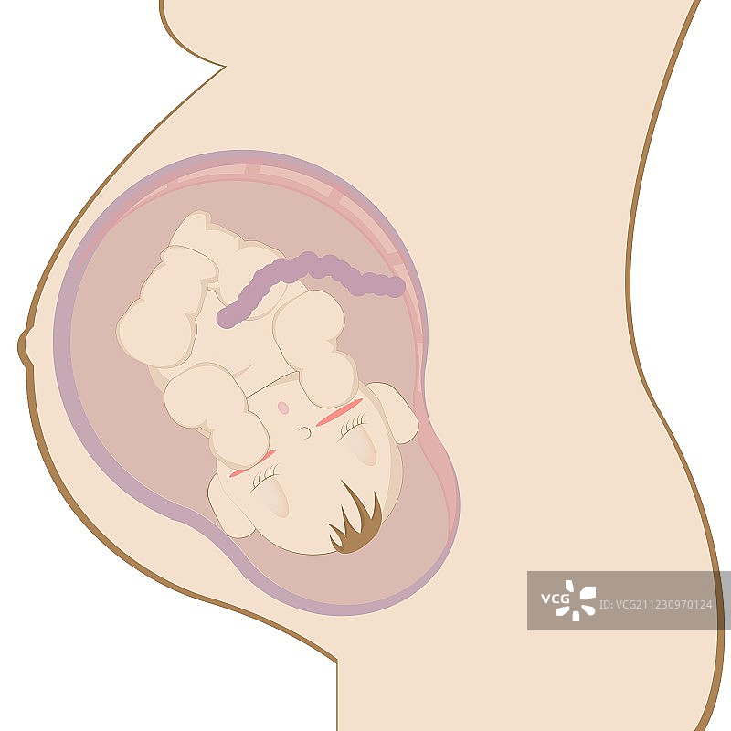 子宫内的胎儿图片素材
