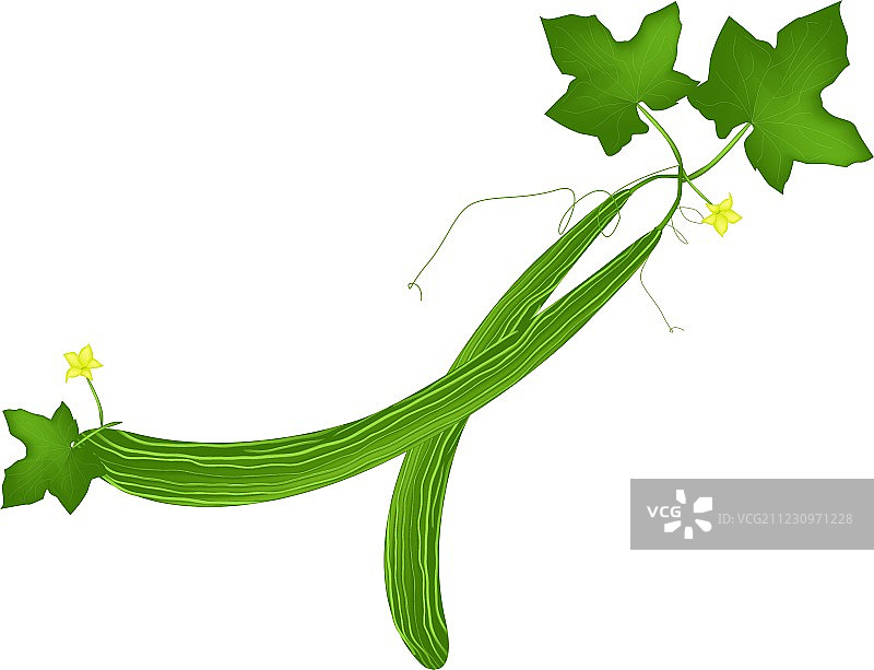 白色背景上的新鲜蛇瓜植物图片素材