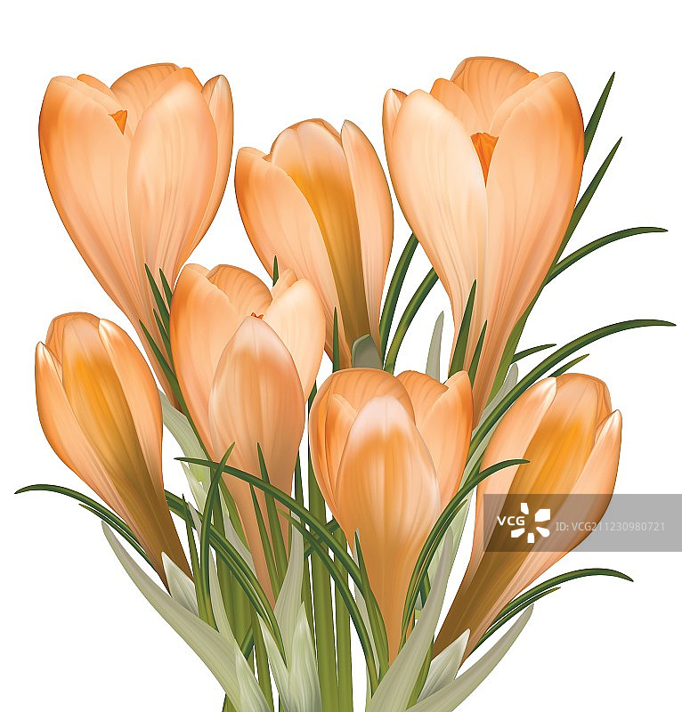 黄色番红花春季花束图片素材