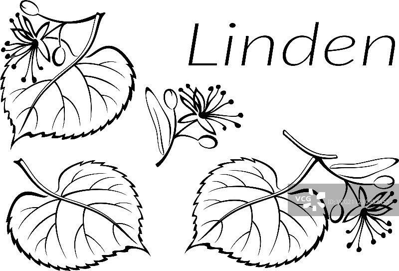 菩提树叶象形图集图片素材