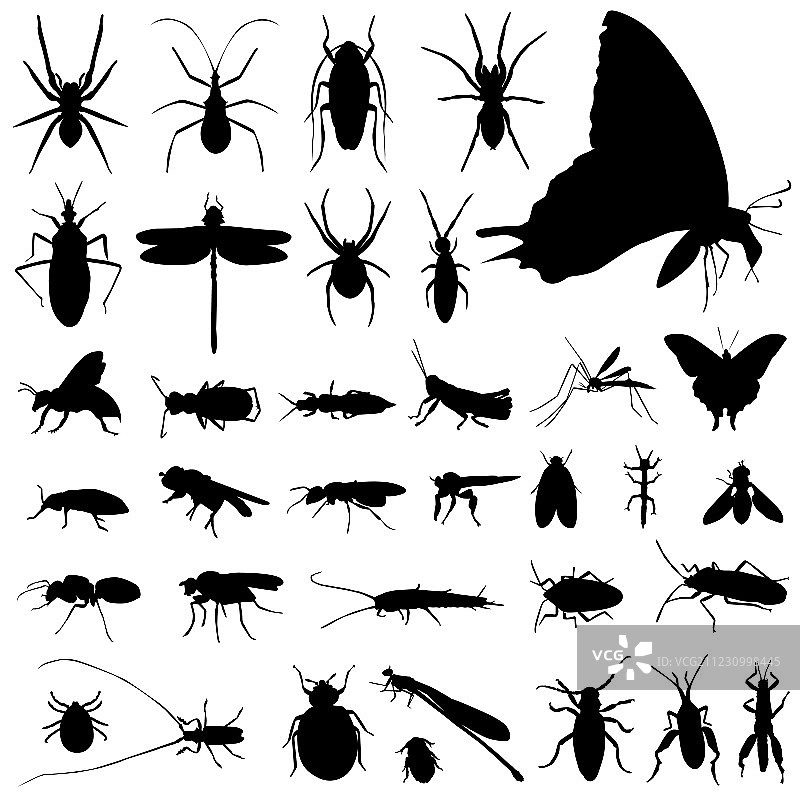 昆虫合集图片素材