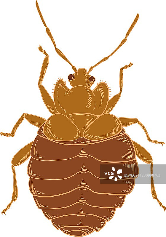 橙色臭虫图片素材