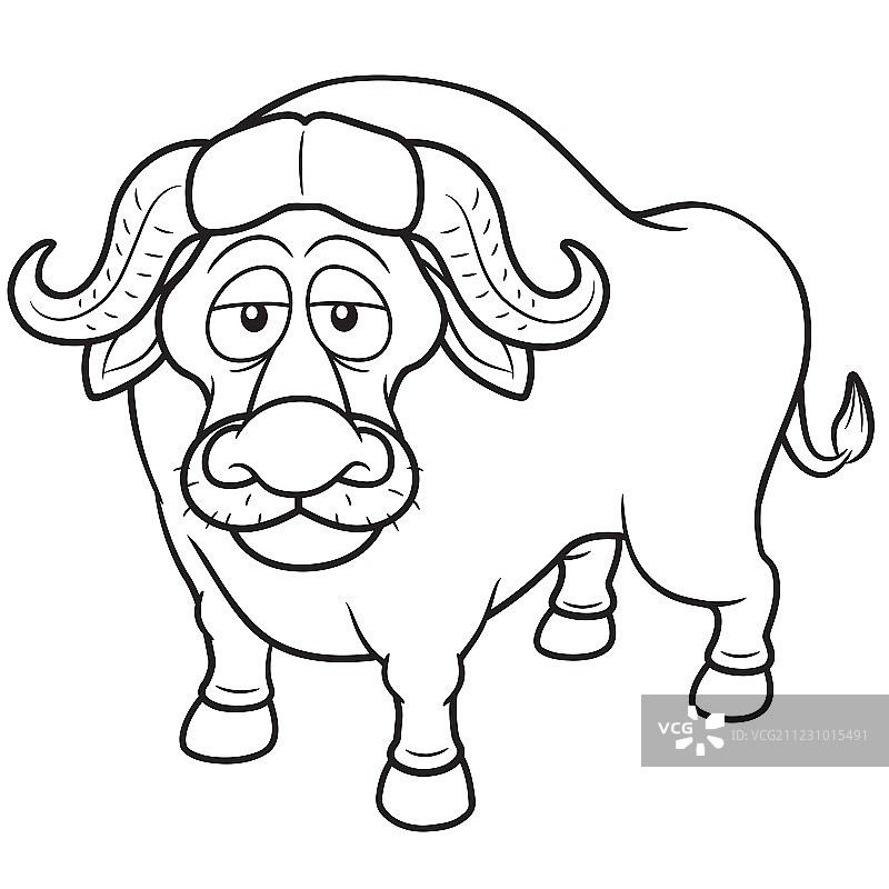 非洲水牛图片素材