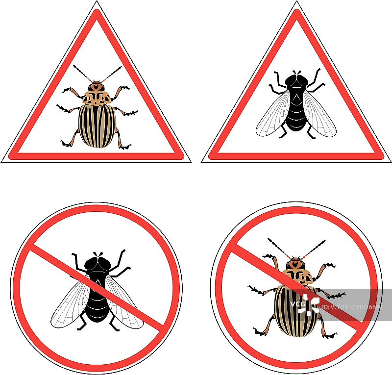 苍蝇和科罗拉多马铃薯甲虫图片素材