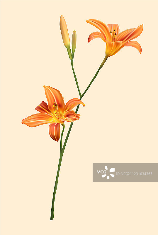 橙色百合花图片素材