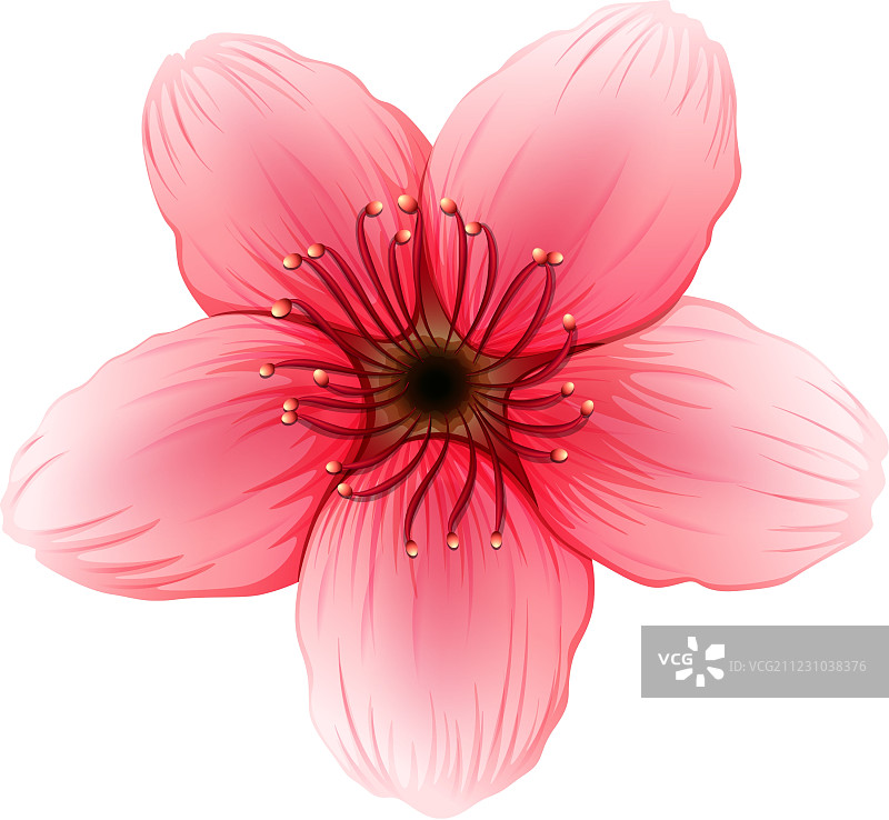 粉色五瓣花图片素材