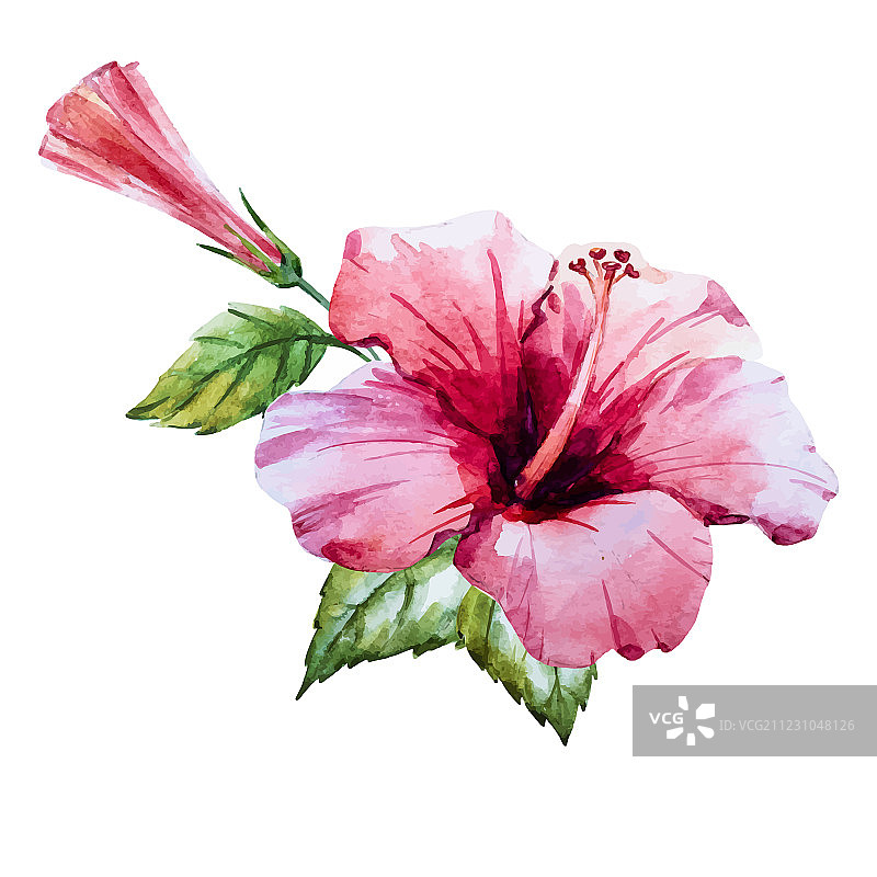 水彩芙蓉花图片素材