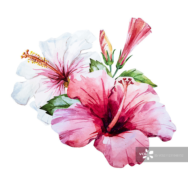 水彩芙蓉花图片素材
