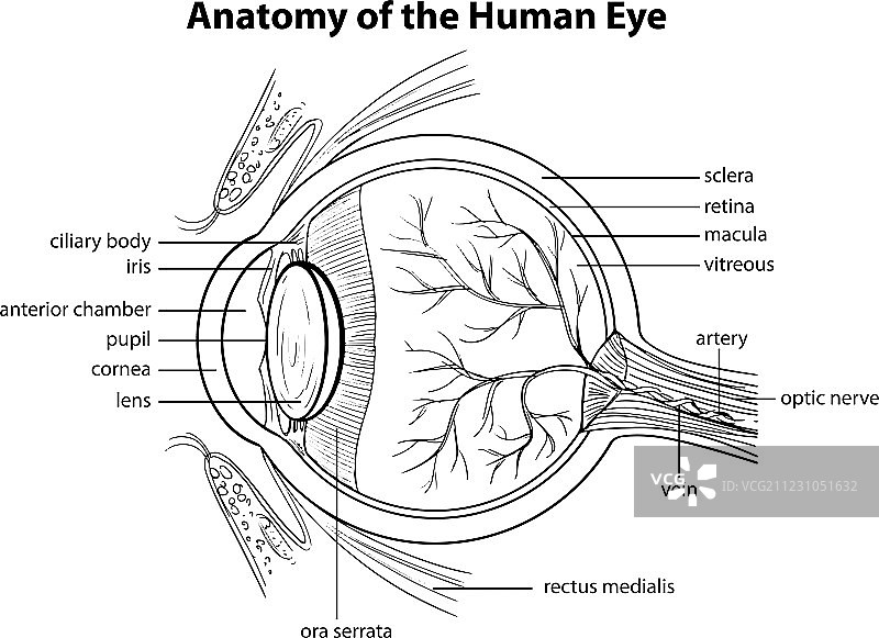 人类的眼睛图片素材