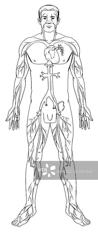 循环系统图片素材