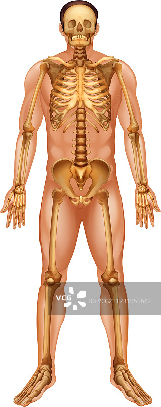 人类骨骼系统图片素材