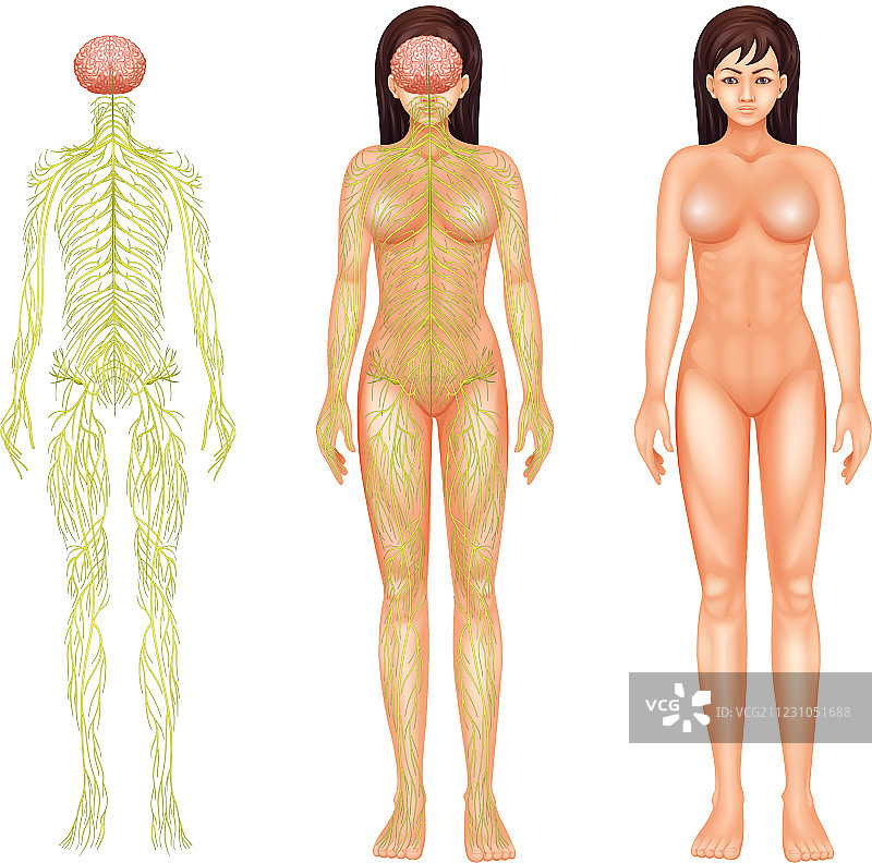 女性神经系统图片素材
