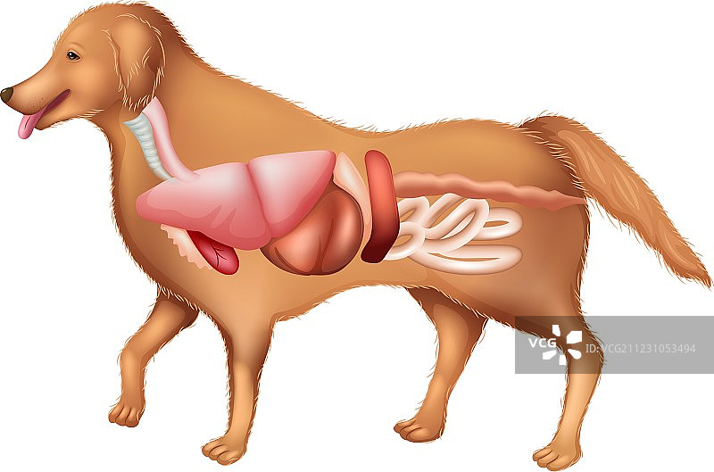 狗的解剖结构图片素材