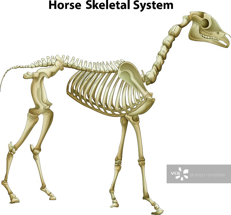 马骨骼系统图片素材
