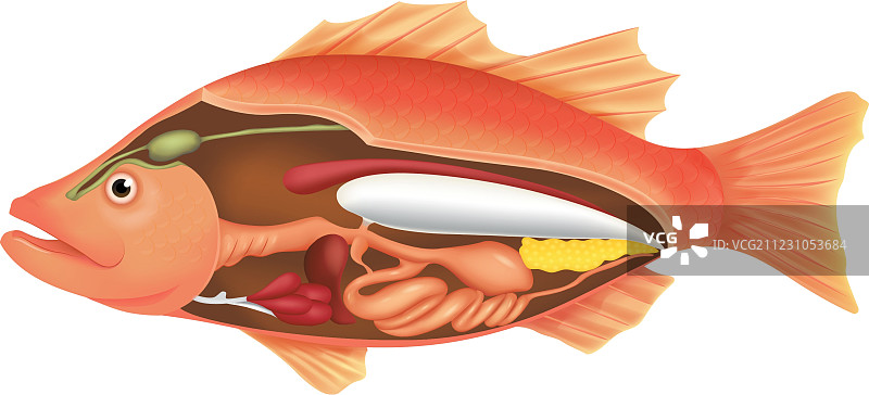 鱼的解剖图图片素材