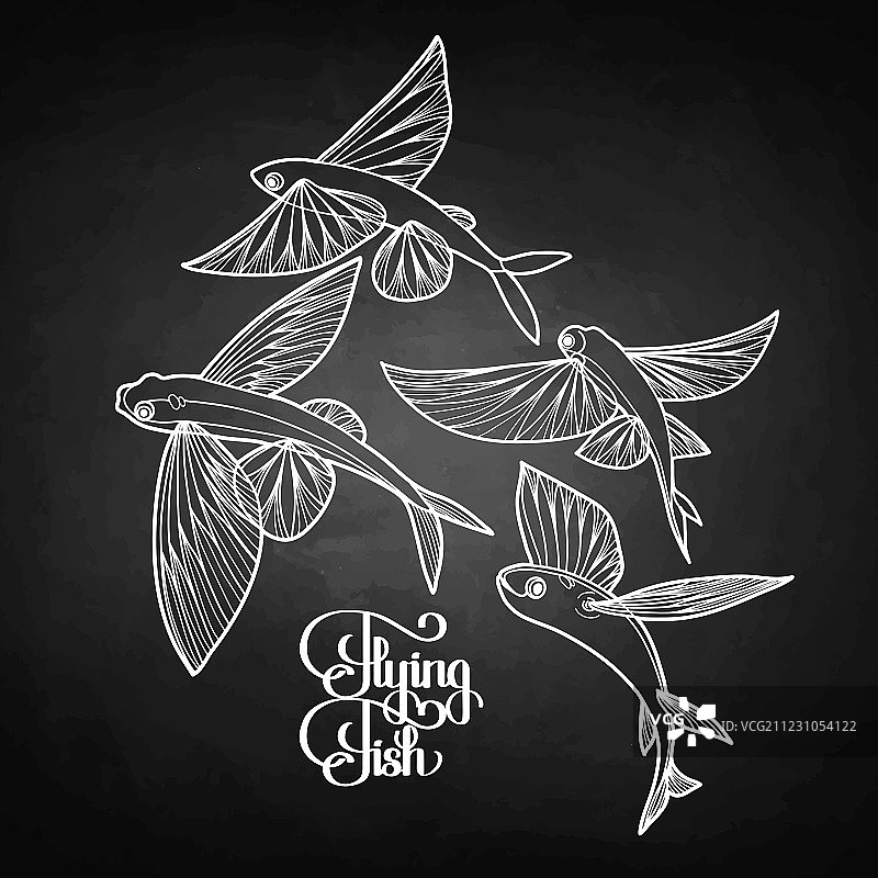 飞鱼图形合集图片素材