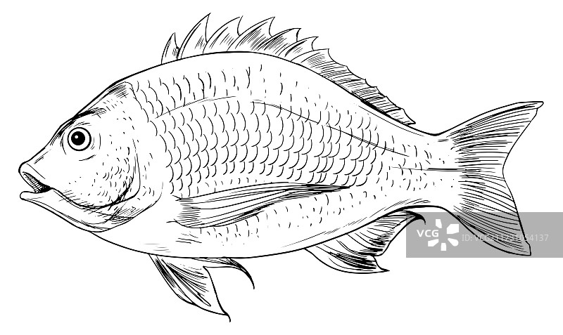 Acanthopagrus butcheri（鱼类）图片素材