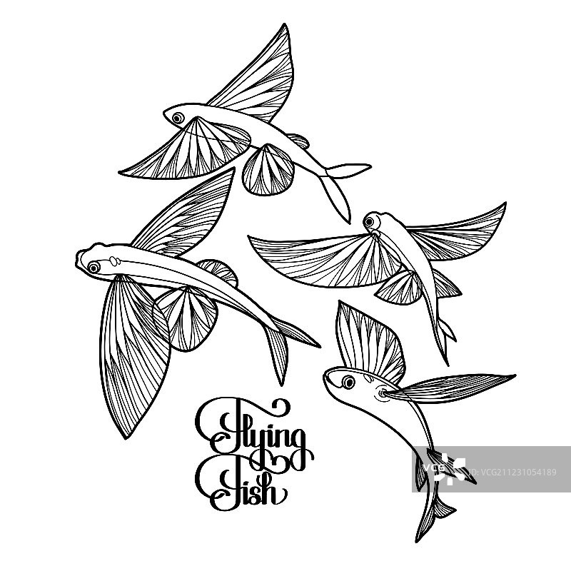 飞鱼图形合集图片素材