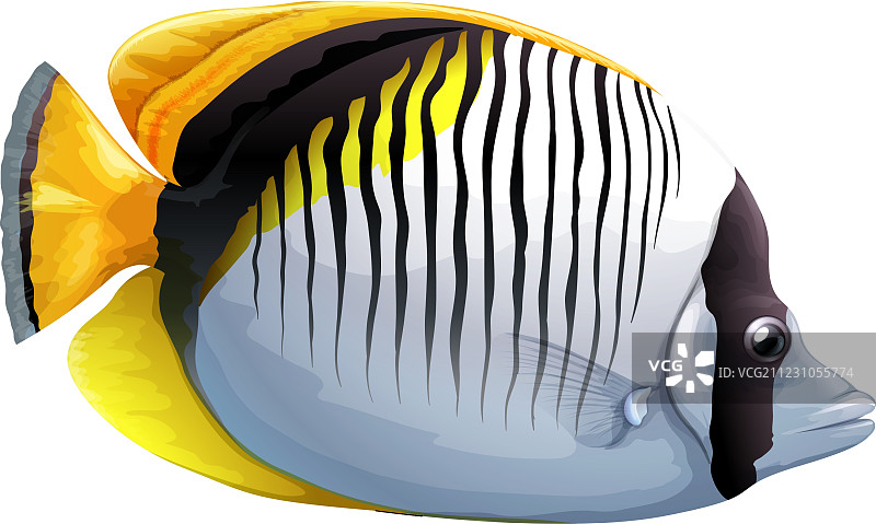 点颈蝴蝶鱼图片素材