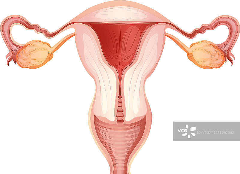 女性生殖系统图片素材
