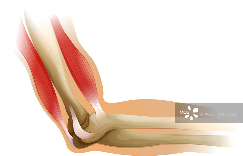 人类肘部图片素材