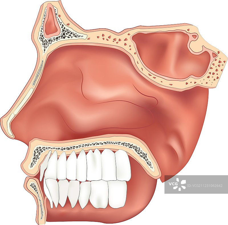 鼻腔图片素材