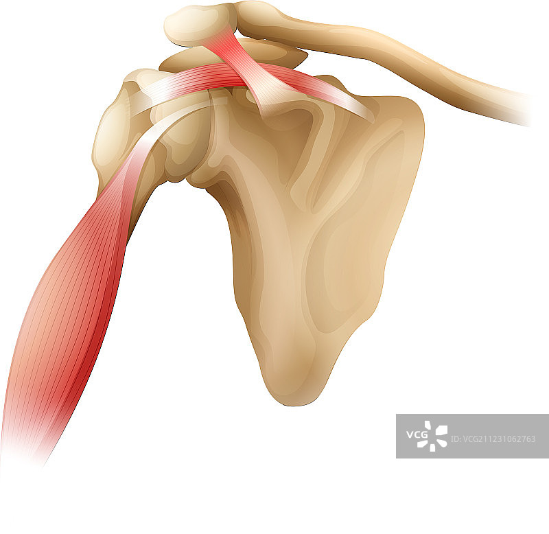 肩部骨骼肌肉图片素材