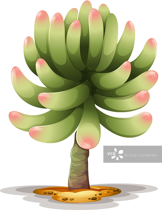 菠萝仙人掌图片素材