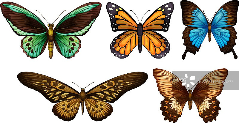 混合蝴蝶图片素材