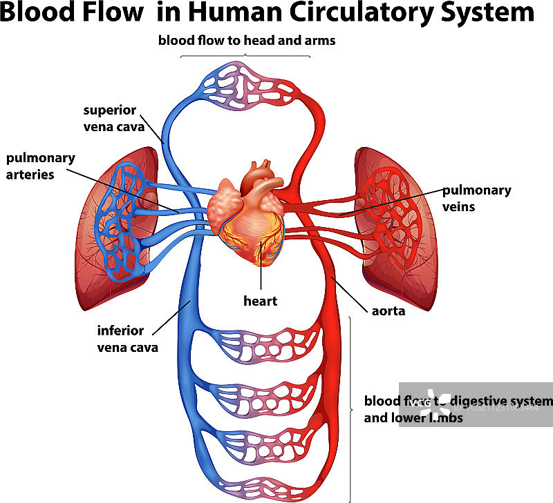 人体循环系统中的血液流动图片素材