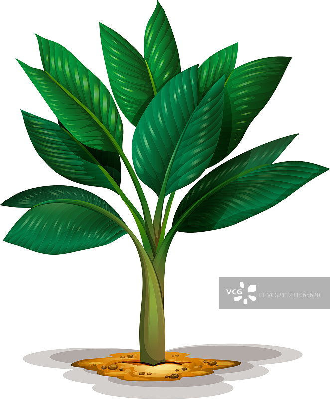 金属棕竹图片素材