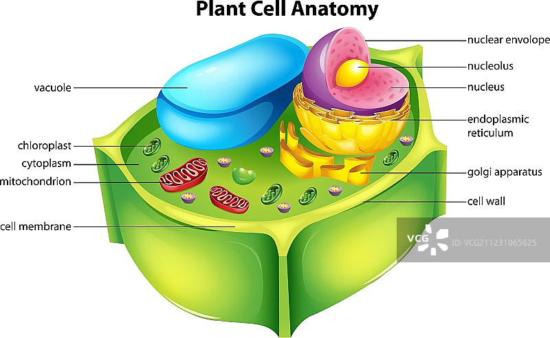 植物细胞解剖图片素材