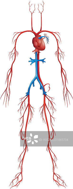 循环系统图片素材