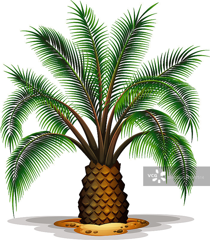 加拿利海枣图片素材