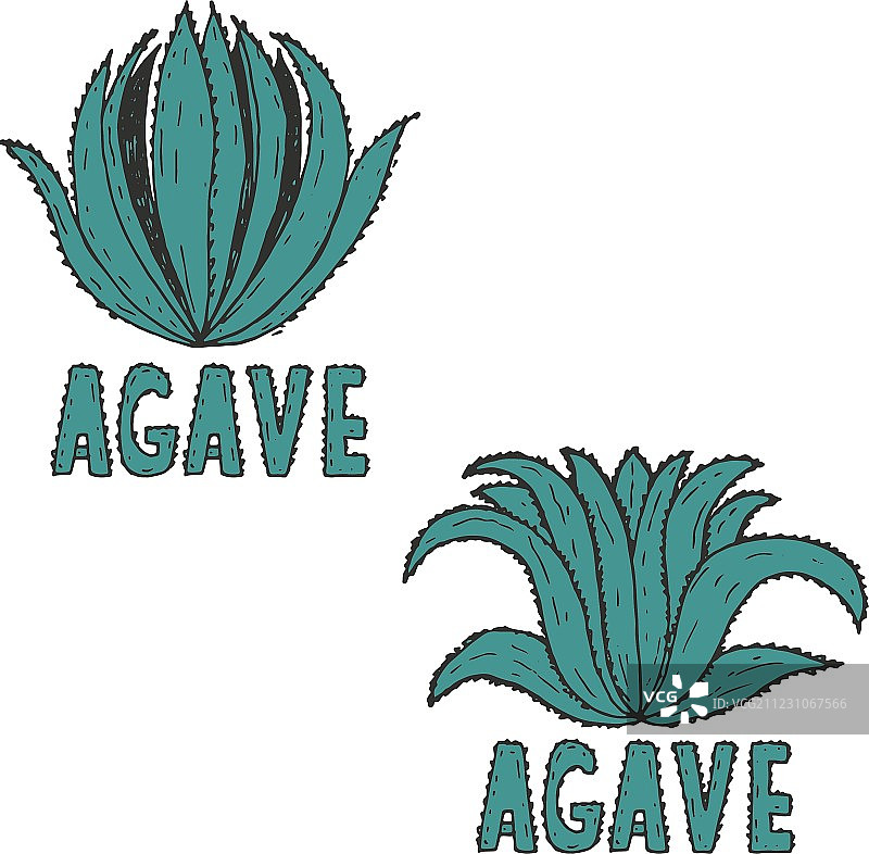 手绘龙舌兰模板图片素材