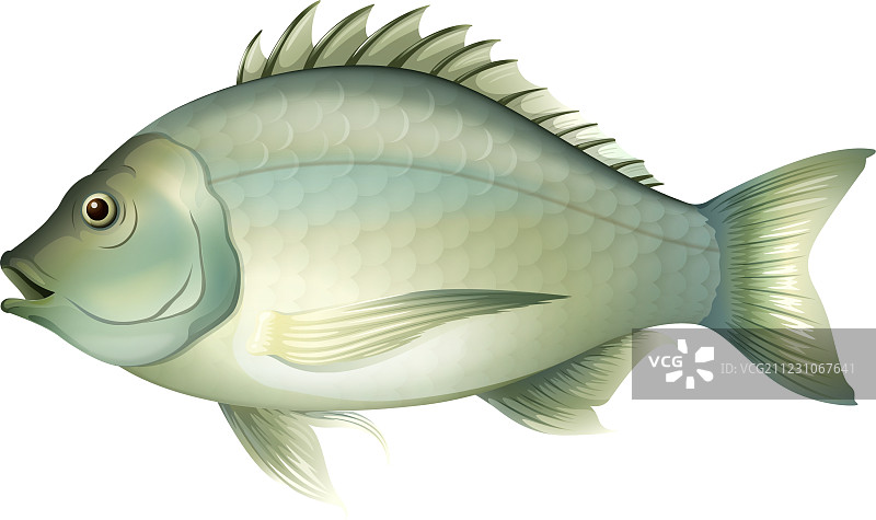 Acanthopagrus butcheri（鱼类）图片素材