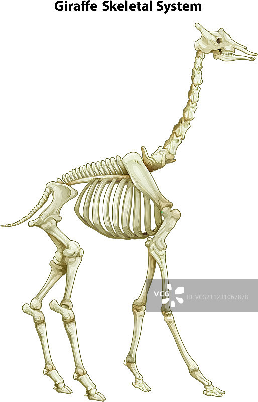 长颈鹿的骨骼系统图片素材
